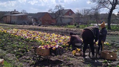 У селі на Львівщині вирощують квіткову плантацію У селі на Львівщині вирощують квіткову плантацію