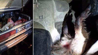 "Власники до авто так і не з’явилися". На Кіровоградщині в Голованівській громаді знайшли машину з застреленими вепрами
