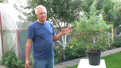 Вирощує лимони: черкасець розповів секрети догляду за цими рослинами Вирощує лимони: черкасець розповів секрети догляду за цими рослинами