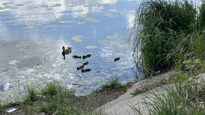 Басів Кут
