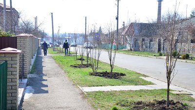 У Гайвороні Кіровоградської області висадили алею сакур У Гайвороні Кіровоградської області висадили алею сакур