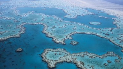 Великий Бар'єрний риф втратив половину коралів за чверть століття