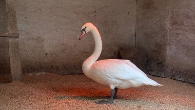 Лебідь Одеса Лебідь Одеса