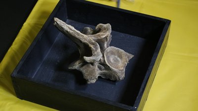 На Одещині знайшли кістки доісторичної тварини На Одещині знайшли кістки доісторичної тварини