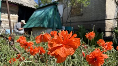 Квітки маку