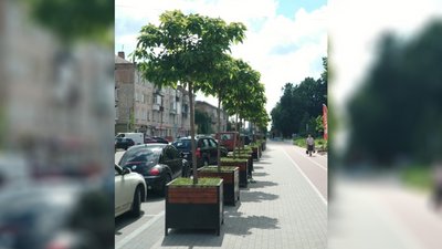 Горщики від катальп використають повторно, дерева висадили на алеї у Чернігові