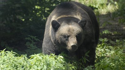 У Чорнобильській зоні відчуження помітили ведмедя