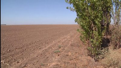 На полях Херсонщини майже 10% урожаю знищили гризуни На полях Херсонщини майже 10% урожаю знищили гризуни