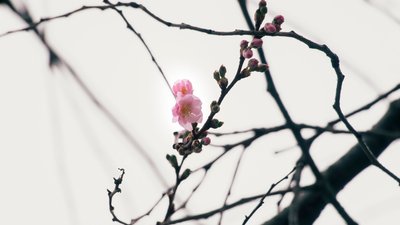 У Мукачеві зацвіла шалена сакура