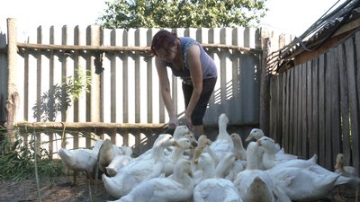 За п’ять років нажили господарство За п’ять років нажили господарство
