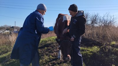 У Білицькій ТГ на Полтавщині після випадку сказу щеплюють домашніх тварин У Білицькій ТГ на Полтавщині після випадку сказу щеплюють домашніх тварин