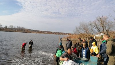 Зарибнили Інгул. У Кропивницькому в річку випустили 300 кілограмів малька