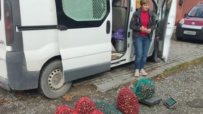 Каштани, які зібрали діти