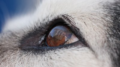 Двоє жителів Чернігівщини отримали 5 років позбавлення волі за вбивство собаки