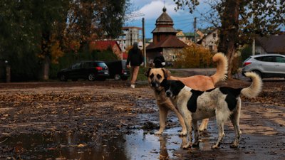 Погода, Франківськ, дощ, калюжі