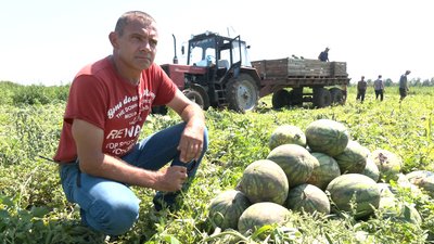 На Черкащині збирають врожай кавунів На Черкащині збирають врожай кавунів