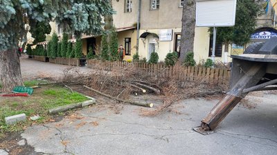 На Театральному майдані Луцька зрізають хворі дерева На Театральному майдані Луцька зрізають хворі дерева
