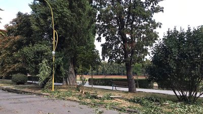 Повалені дерева та пошкоджений світлофор — наслідки негоди в Ужгороді Повалені дерева та пошкоджений світлофор — наслідки негоди в Ужгороді