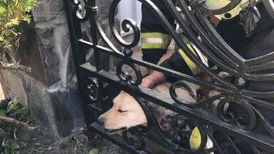 Застрягла в огорожі: у Львівській області рятувальники вивільнили собаку
