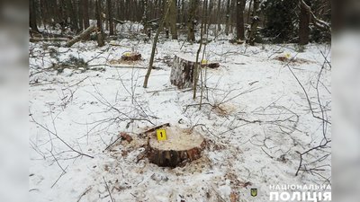 Поліція Чернігівщини підозрює групу людей у вирубці дерев на 10 мільйонів гривень