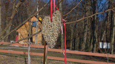 В лісництві на Волині розвісили їстівні валентинки для птахів В лісництві на Волині розвісили їстівні валентинки для птахів