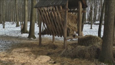 На Вінниччині мешкає третина зубрів На Вінниччині мешкає третина зубрів