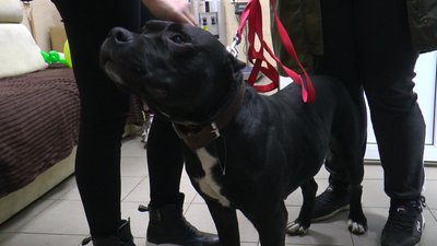 Стріляти на ураження. Прикарпатські волонтери врятували молодого пітбуля Стріляти на ураження. Прикарпатські волонтери врятували молодого пітбуля