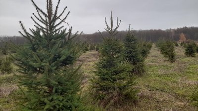 Як на Вінниччині вирощують новорічні дерева та яка їх ціна