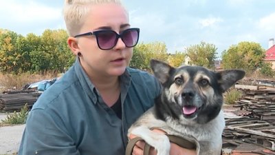 У Сумах влаштують фестиваль, аби знайти дім собакам У Сумах влаштують фестиваль, аби знайти дім собакам