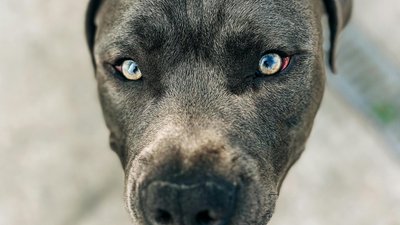 У Полтаві 31-річний чоловік спустив собаку на поліцейських