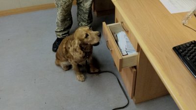 Службовий пес херсонських прикордонників знайшов наркотики на іноземному судні Службовий пес херсонських прикордонників знайшов наркотики на іноземному судні