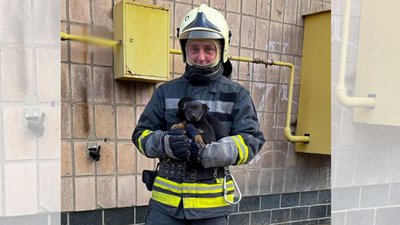 У Звенигородці у двометрову яму впали двоє цуценят