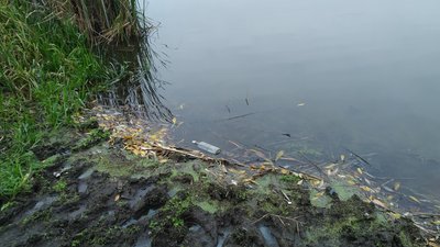 Інспектори зобов'язали представників ОТГ прибрати сміття з води та прибережно-захисної смуги. Фото: Держекоінспекції у Хмельницькій області