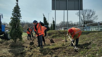 На в'їзді до Чернігова висадили сім ялинок замість тих, що не прижилися На в'їзді до Чернігова висадили сім ялинок замість тих, що не прижилися