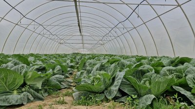 У Заріччі на Закарпатті почали збирати ранню капусту