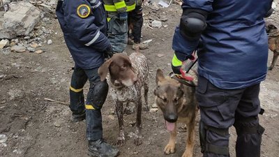 Обстежили 500 квадратних метрів завалів за ніч: як собаки допомагали знайти потерпілих через ракетну атаку по Дніпру