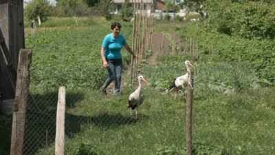 жінка тримає на господарстві лелек, тернопільська область, горинка, лелеки, олена ковальчук жінка тримає на господарстві лелек, тернопільська область, горинка, лелеки, олена ковальчук