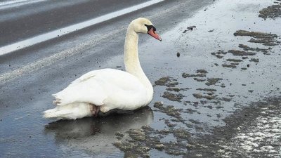 Врятований на Волині лебідь