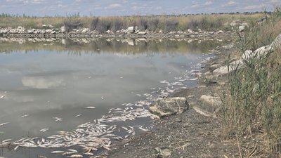 Хаджибейський лиман, риба, водойма