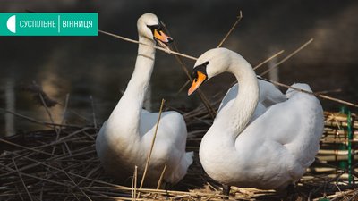У Вінниці на озеро, що в Центральному парку, повернулися лебеді