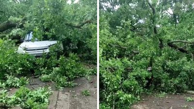 У черкаському "Сосновому бору" дерево впало на автівки. Що кажуть у "Дирекції парків"