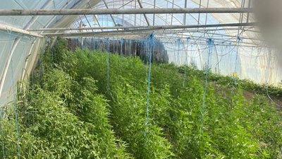 На Херсонщині поліція викрила чоловіка, який вирощував елітні сорти конопель у теплиці