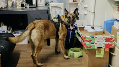 Собака Бер у волонтерському штабі Собака Бер у волонтерському штабі
