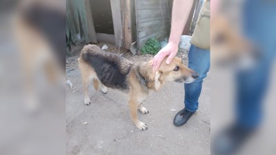 Одну врятували, іншу не встигли: на Чернігівщині волонтери забрали собак від власника, який морив їх голодом Одну врятували, іншу не встигли: на Чернігівщині волонтери забрали собак від власника, який морив їх голодом