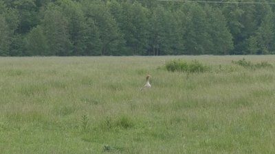 Жителі Новоселівки перекрили трасу: вимагають повернути своє пасовисько Жителі Новоселівки перекрили трасу: вимагають повернути своє пасовисько