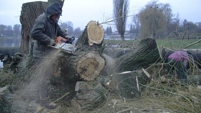 Всохлі, уражені, аварійні: у Луцьку до кінця року поменшає дерев