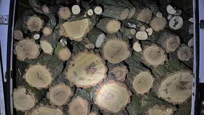 На Запоріжжі викрили чорних лісорубів