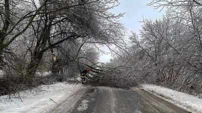 Повалене внаслідок негоди дерево
