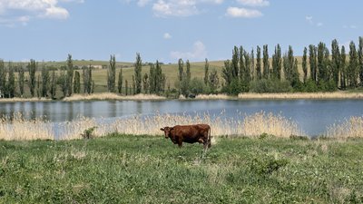 Корова біля водойми на Донеччині