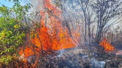 На Черкащині за дві доби сталося 14 пожеж сміття, сухої трави та очерету На Черкащині за дві доби сталося 14 пожеж сміття, сухої трави та очерету